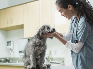 Délai de carence et assurance chien